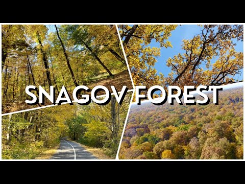 Autumn colors in Snagov forest | Nature drone shots