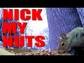 Nick My Nuts - how to set up a squirrel bait station