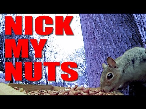 Nick My Nuts – how to set up a squirrel bait station Nick My Nuts – how to set up a squirrel bait station