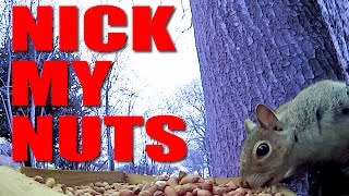 Nick My Nuts - how to set up a squirrel bait station