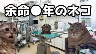 【猫ミーム】捨てられた猫の末路・・・葬儀社にアルバイトとして勤めていたお話【番外編】