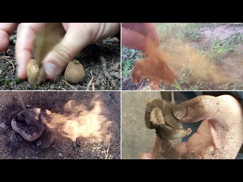 Exploding Mushrooms: PUFFBALLS & EARTHSTARS