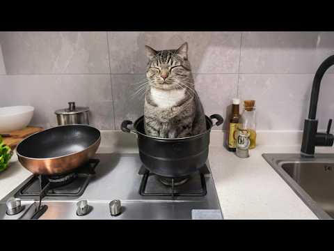 When your cat has EXTREMELY STRANGE hobbies 😂