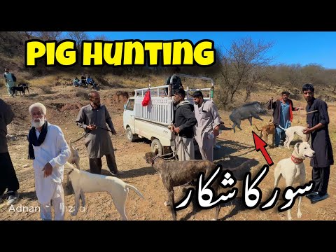 Three animals were caught in this hunt. 🐗 || Wild Boar Hunting || Adnan Shahzad