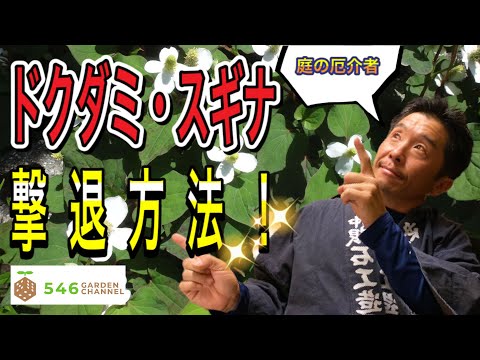 自然に土地をきれいにする方法は？雑草とイバラの駆除方法をご紹介します！  庭園