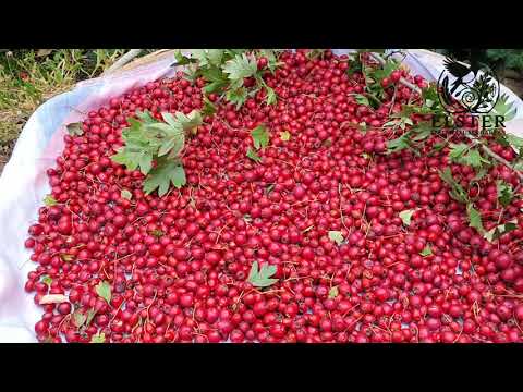 Die Geheime Herz-Kraft der Weißdorn-Beeren! Ein Tor zu Mut, Schutz und Herzenergie #schamanismus