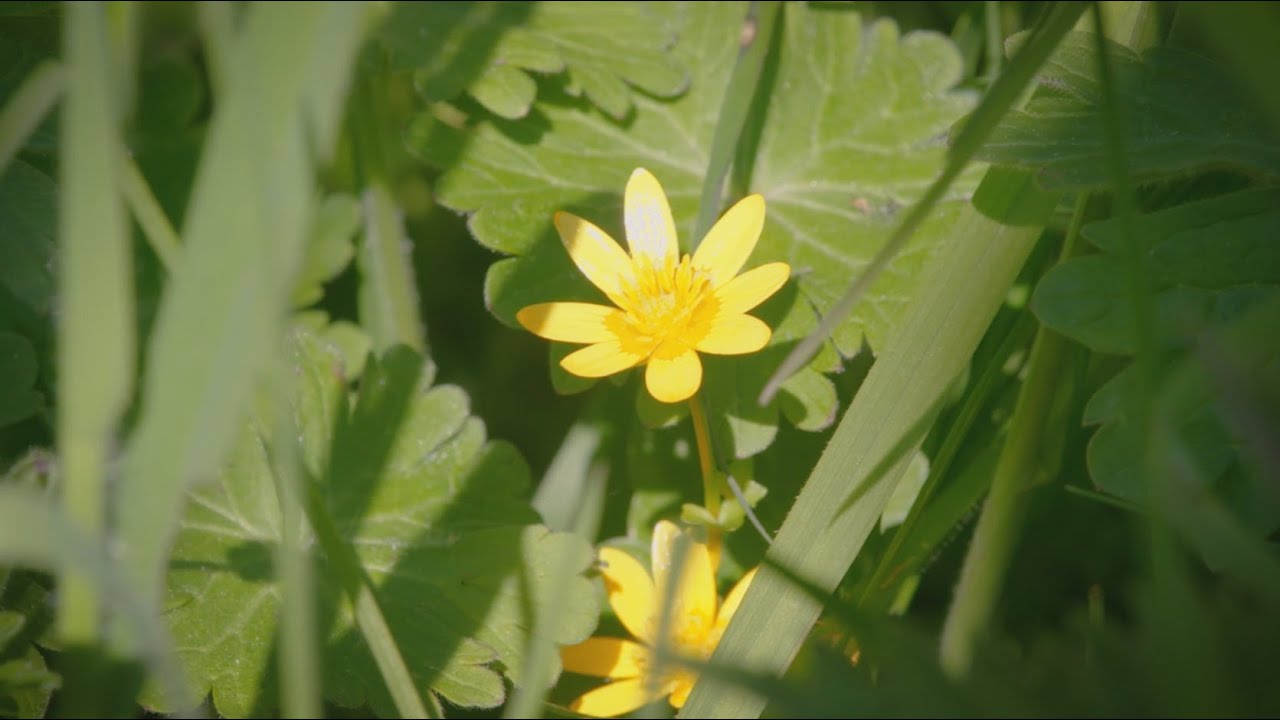 Vignette vidéo
