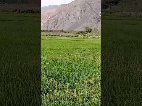“La belleza del Arrozal en Aplao,  Castilla, Arequipa; Perú”.#turismo #arequipa #arrozal #grupo5