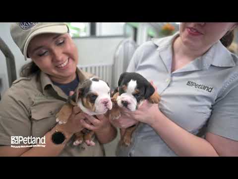 Kennel Tour 132