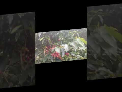 finca el boquerón Inzá cauca