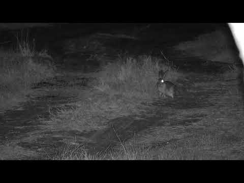 Djuma: Scrub Hare feeding in the road - 20:57 - 09/05/21