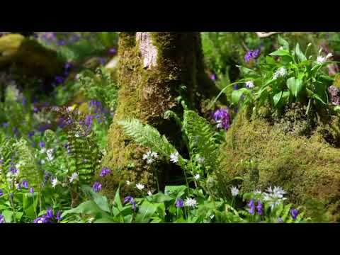 Forest Birdsong Nature Sounds - Wildflowers - 8 Hour Version - Studying Series Ep.5