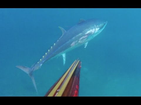 Podvodni Ribolov - Opaka tuna, odeee...