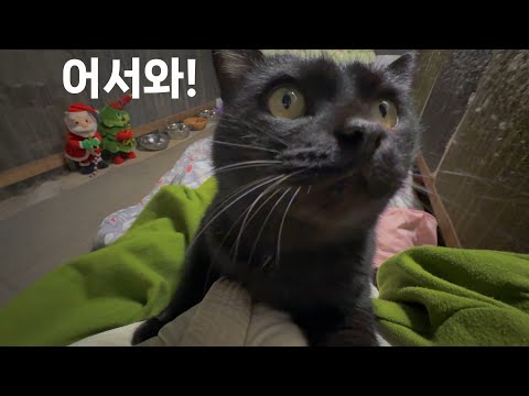 집사가 이불 들고 오니까 너무 행복해하는 고양이