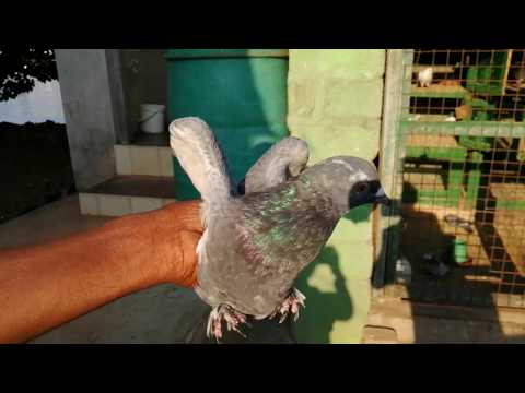 02 Supiri Paravi - සුපිරි පරවි - Halawatha Jude - timing pigeon - highflyin