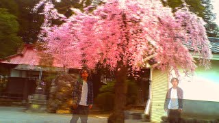 【トイデジ】2026年　桜 【奥多摩】【デジタルハリネズミ】【vlog】【ブイログ】#Japan #photography #ToyCamera