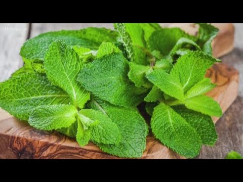 Why mint is a common remedy for nausea