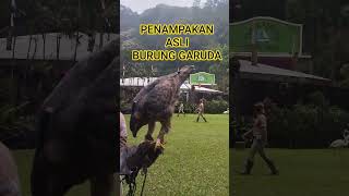 Download lagu The Real Form of the Garuda Bird #viral #indonesia #trending mp3