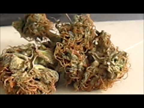 download lagu mp3 mp4 Black Ice Seeds, download lagu Black Ice Seeds gratis, unduh video klip Black Ice Seeds