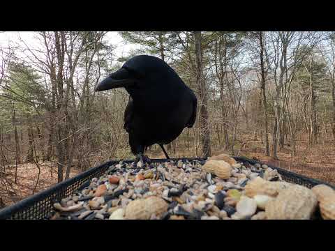 American Crows