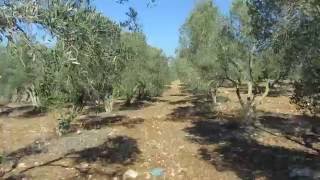 preview picture of video 'An olive orchard, near Nazareth in the Galilee (Israel, the Holy Land in 2013)'