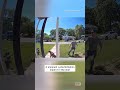 Dog Fights Off Wild Turkey That Attacked Pregnant Mom Shorts