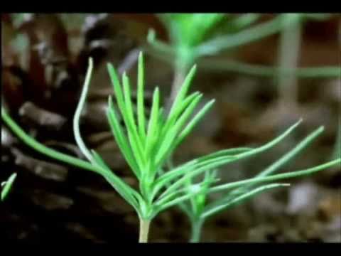 Perfect Practice - Grow