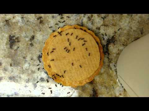 Motel ants eating peanut butter cookie 12-3-2015