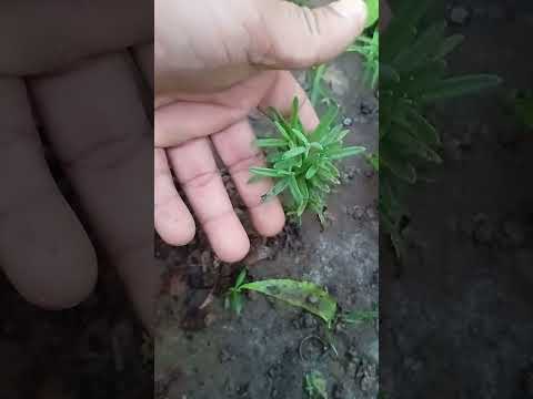 https://youtube.com/shorts/FOcLHC-lGsU?si=6R50F_wwoLBPBWGL