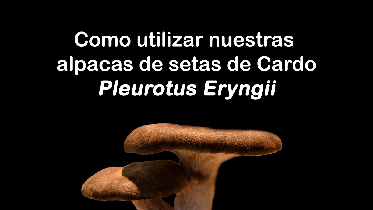 instrucciones de cultivo seta de Cardo