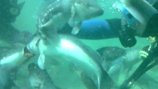 preview picture of video 'scuba dive Andreas NZ NINE DIVES Picton Marlborough Sounds fish reserve (1).AVI'