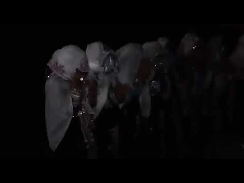 احواش،،المليح. يسلام