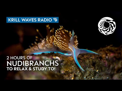 2 Hours of Nudibranchs to Relax/Study To | Lofi Hip Hop | Monterey Bay Aquarium Krill Waves Radio