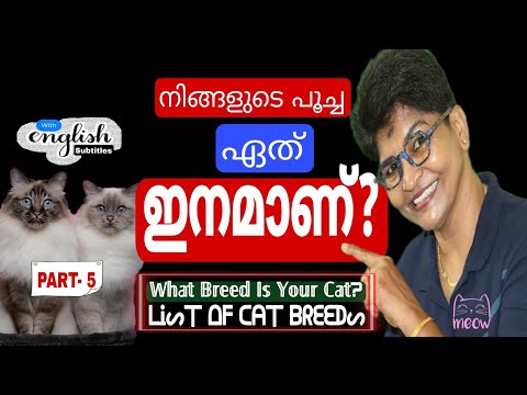 What Breed Is Your Cat? | Part-5 | Cat Breeds @NANDASPets