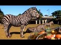 Planet Zoo Plains Zebra Open World Free Roam Gameplay PC HD 1080p60FPS