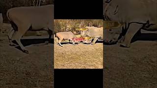 Download lagu _moneylove(720P_HD) mp3