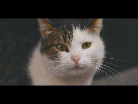 Complete Pet Care/Aloropi Vet Center