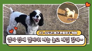 수도권 애견운동장 / 고양시 애견 카페 / 고양시 덕양구 피터펫츠 / 애견카페 / 애견동반식당 / 애견동반 카페 / 반려동물 동반