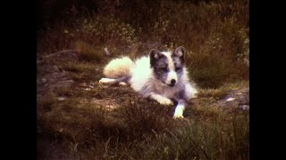 preview picture of video 'Highland Wildlife Park in 1981'