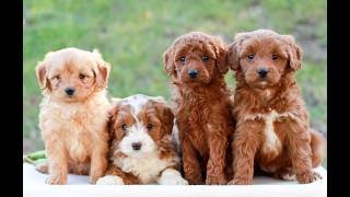 Video preview image #1 Goldendoodle (Miniature) Puppy For Sale in LITITZ, PA, USA