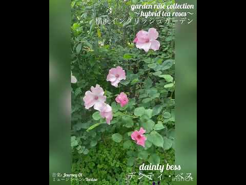 ハイブリッドローズ「フィオナ・ゲリン」 植物