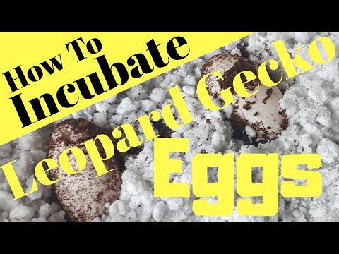 How To Incubate Leopard Gecko Eggs - The Best Way