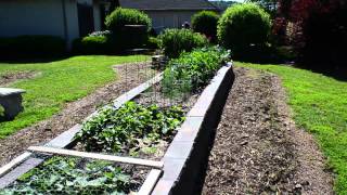 preview picture of video 'Successful Raised Bed Garden - Cement Block Construction'