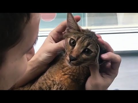 Nobody Believed a Wild Caracal Could Bond Like This – Until They Saw It