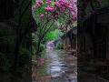 Barsaat Ke Din Aaye Status Rain Song Oldsong Viralshorts