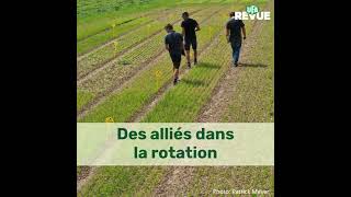 Des alliés dans la rotation