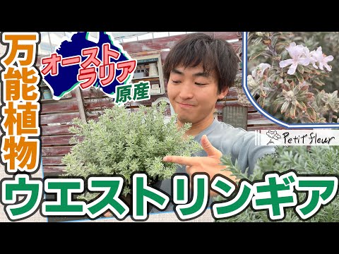 園芸 長葉のオーストラリアンローズマリー