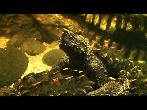 Korytnačka supia aligátorová (Macrochelys temminckii) — kŕmenie v zajatí