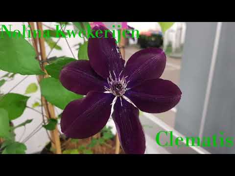 Spring fair Royal Flora Holland Aalsmeer