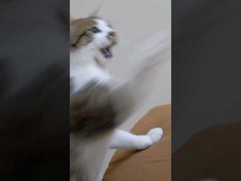 cute cat #song #love #music #viral #tamil #lovesong #trending #pavivlog #comedy#shorts